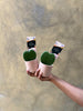 Teacher's Day: Heart Plant Set