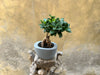 Ficus Ginseng (Bonsai)