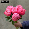 Peony Subscription - 4 Week Subscription