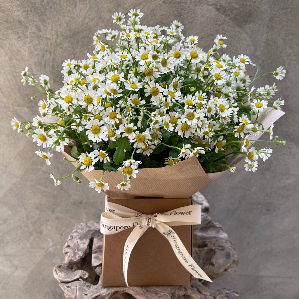 Daisy Dreams