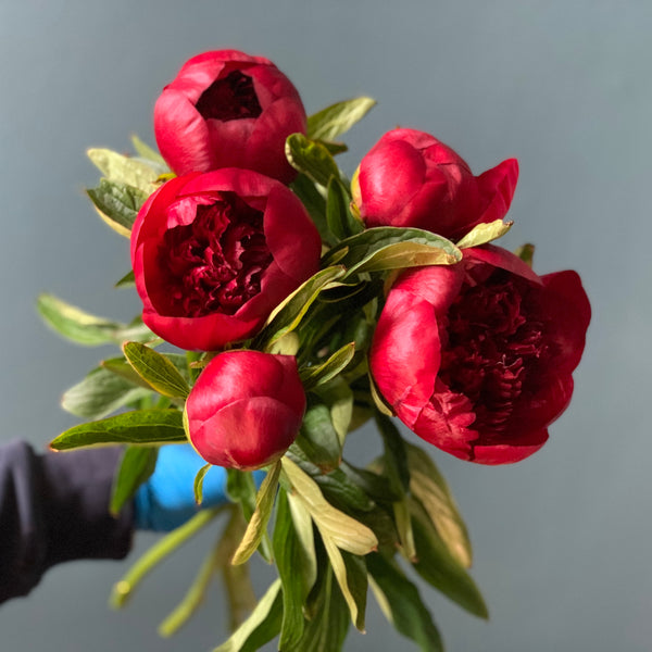 Red Charm Peonies - The Home Edit