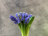 Fragrant Blue Hyacinth - The Home Edit