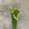 Ornithogalum - The Home Edit