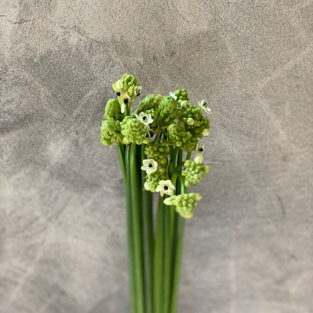 Ornithogalum - The Home Edit