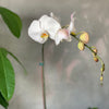 Waterfall White Orchid - Dark Pot