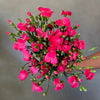 Fuchsia Solomio - The Home Edit