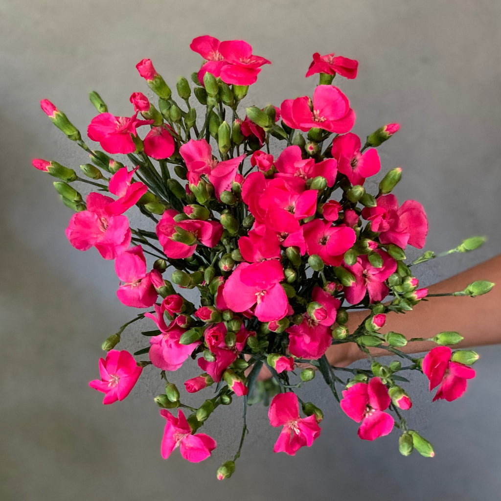 Fuchsia Solomio - The Home Edit