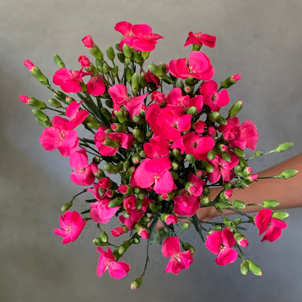 Fuchsia Solomio - The Home Edit