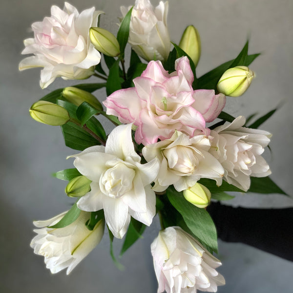 'Rose Lily' Oriental Lilies (White/Blush) - The Home Edit