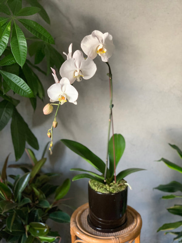 Waterfall White Orchid - Dark Pot