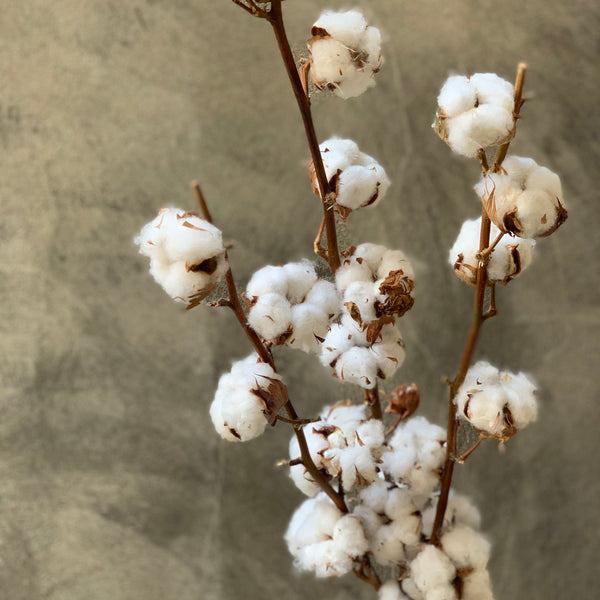 Dried Cotton Branches - The Home Edit