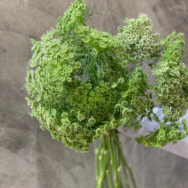 Queen Anne's Lace - The Home Edit