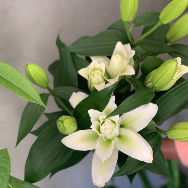 'Rose Lily White' Oriental Lilies (Pollen Free!) - The Home Edit