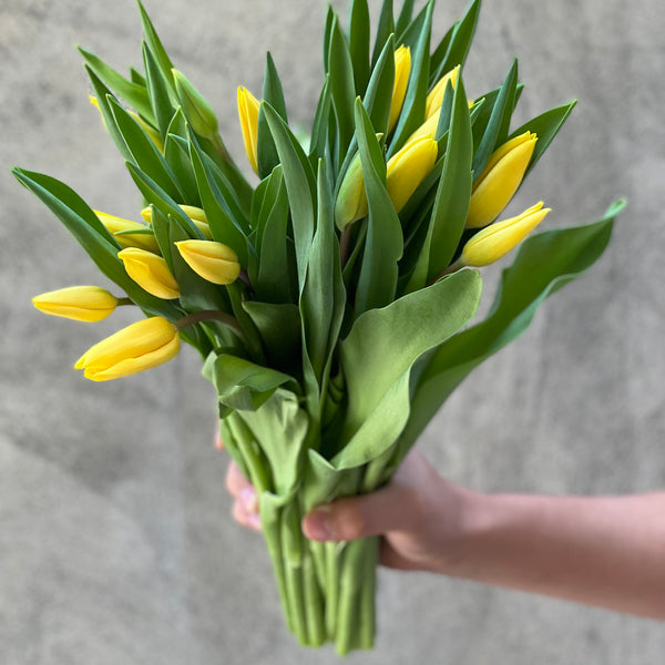 Yellow Tulips - The Home Edit