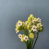 Ornithogalum - The Home Edit