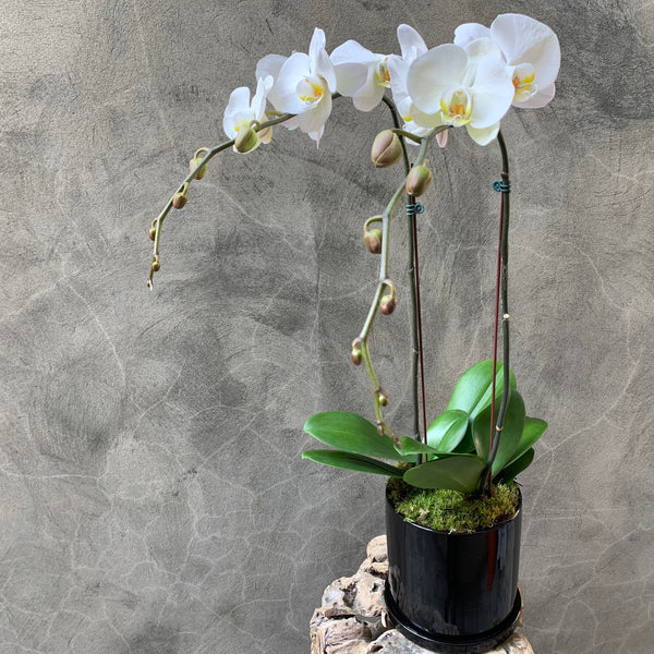 Luxe White Orchid Planter - Black Pot