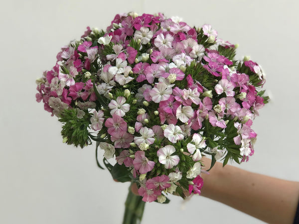 Dianthus Barbatus 'Amazon Rose Magic' - The Home Edit