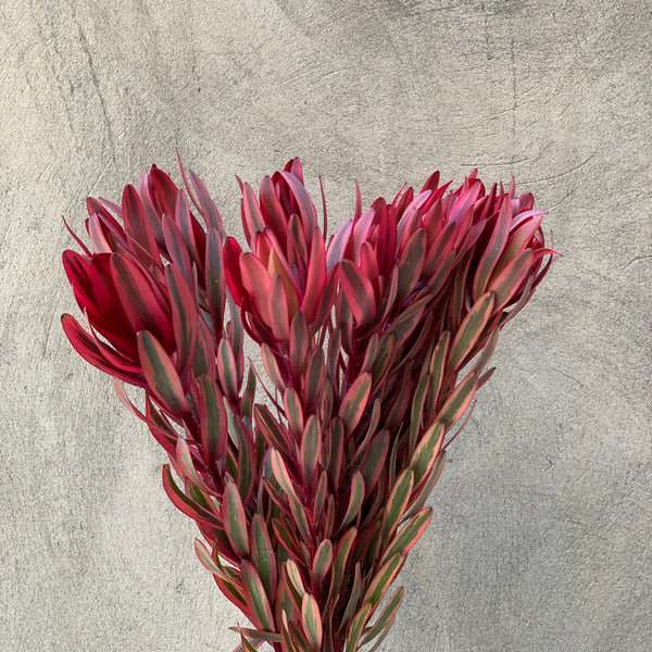 Leucadendron Jester  - The Home Edit