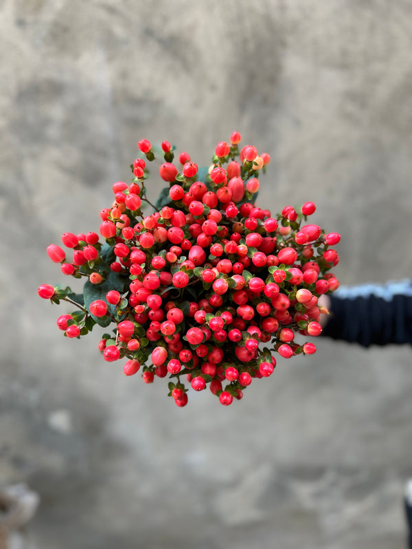 Coral Hypericum - The Home Edit