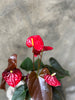 Jewel Red Anthurium