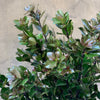 Ilex Foliage - The Home Edit