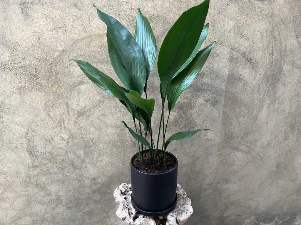 Aspidistra Elatior in Dark Pot