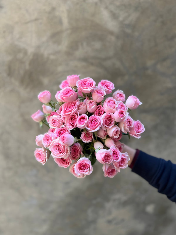 Baby Pink Spray Roses - The Home Edit