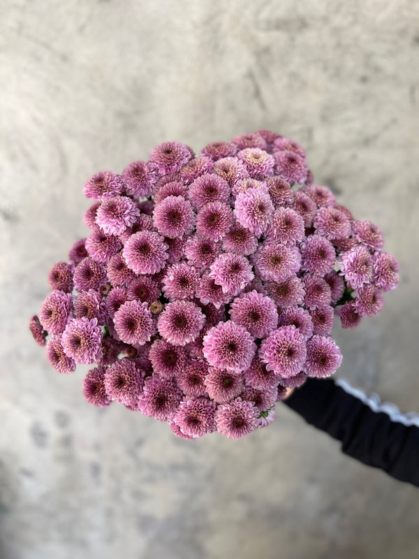 Purple Spray Chrysanthemums - The Home Edit