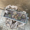 Cactus Garden