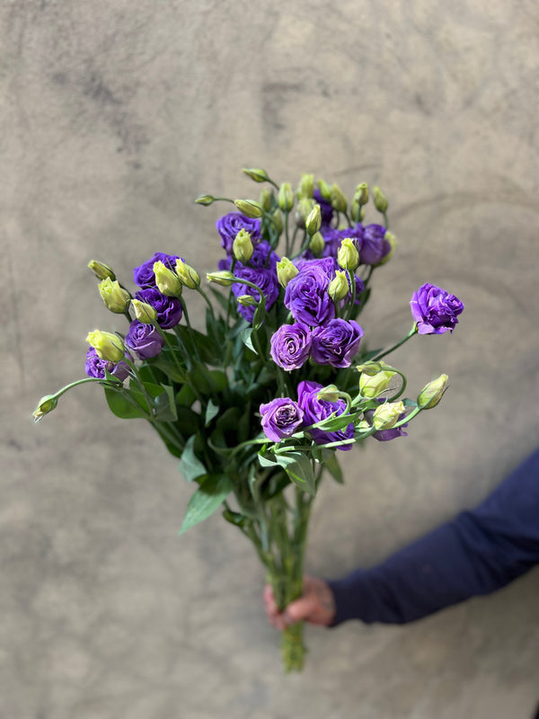 Blue Lisianthus - The Home Edit