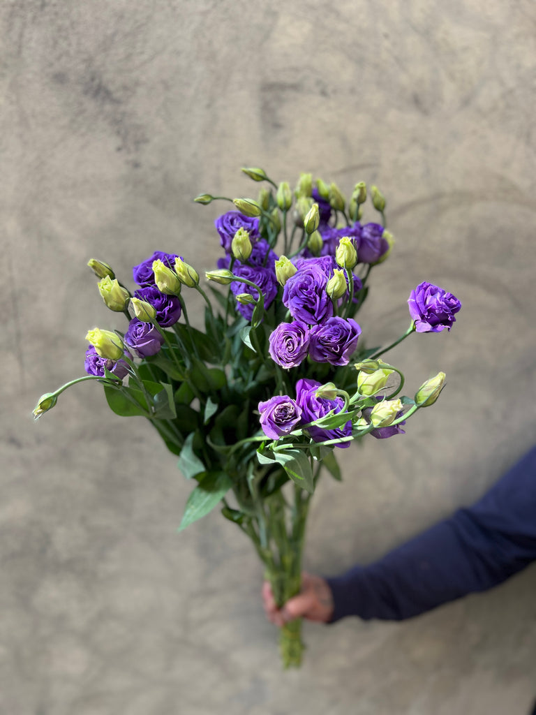 Blue Lisianthus - The Home Edit