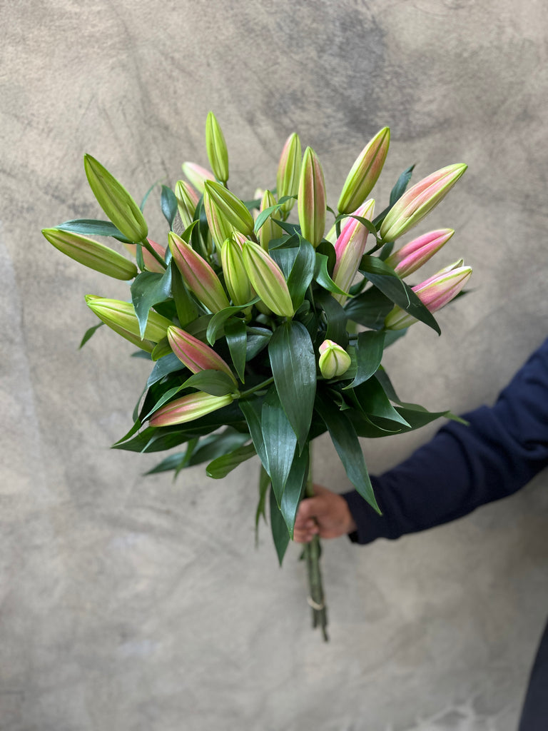 Deluxe Pink Oriental Lilies - The Home Edit