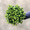 Green Hypericum - The Home Edit