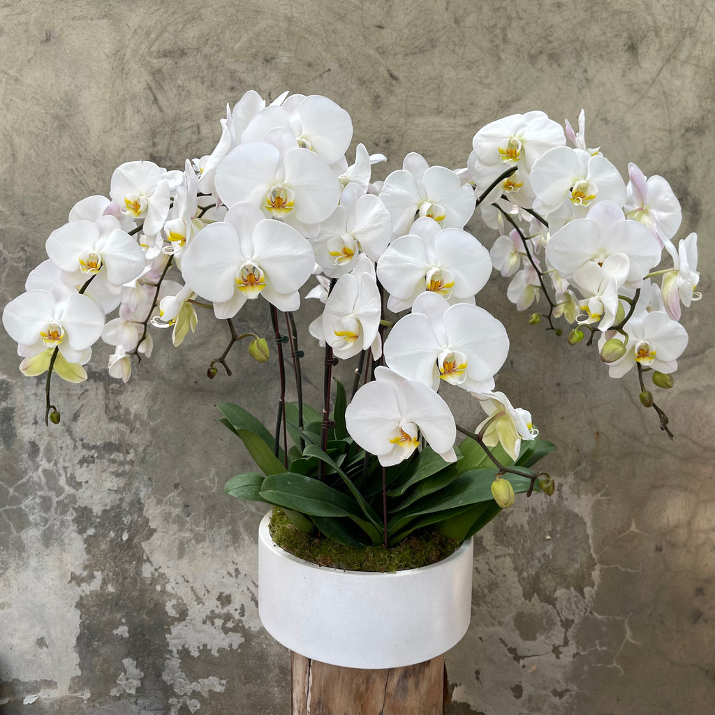 Waterfall Lux Orchid Planter
