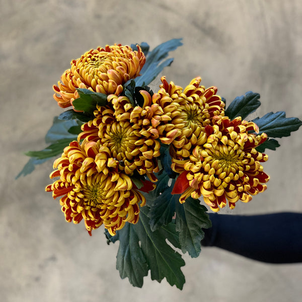 Fuego Chrysanthemums  - The Home Edit