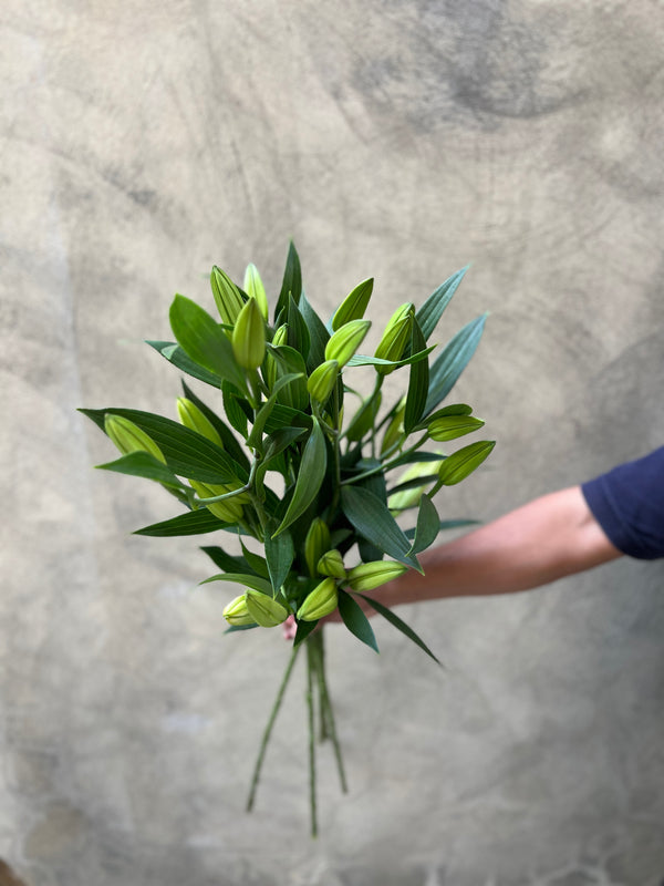 White Oriental Lily - The Home Edit