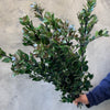 Ilex Foliage - The Home Edit