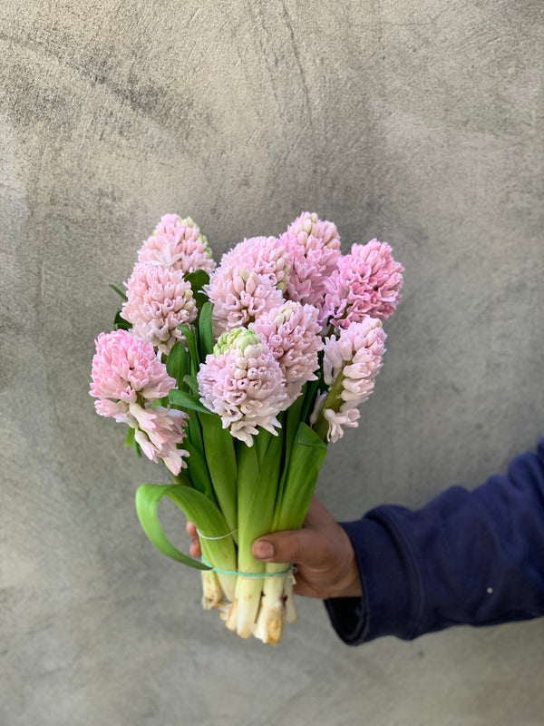 Fragrant Pink Hyacinth - The Home Edit