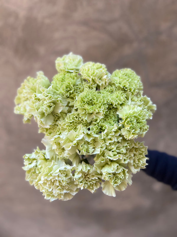 Mint Green Carnations - The Home Edit