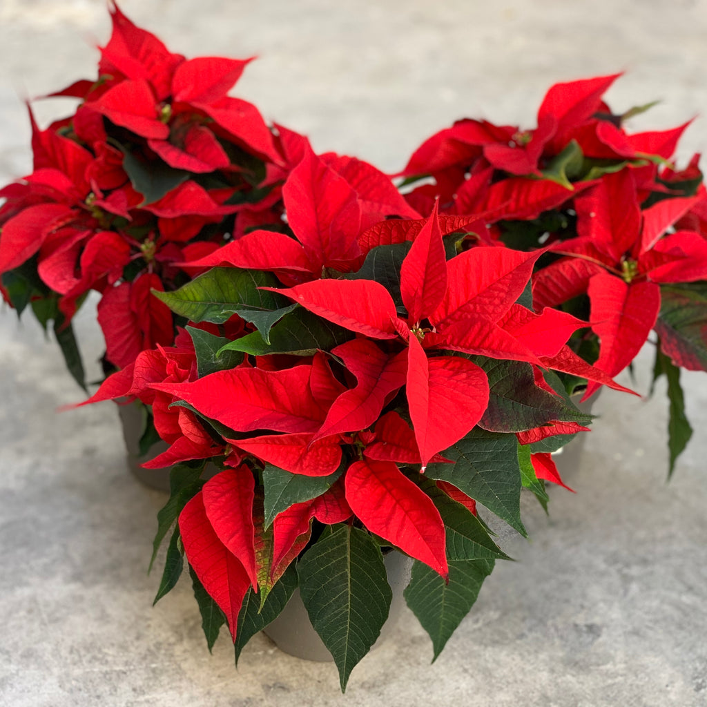 Merry Collection - Poinsettia Trio