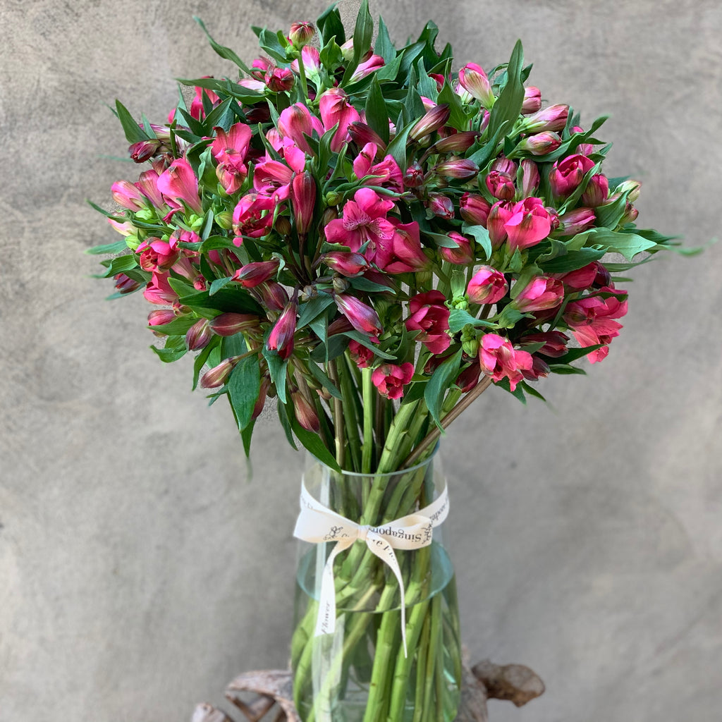 Alstromeria Delight