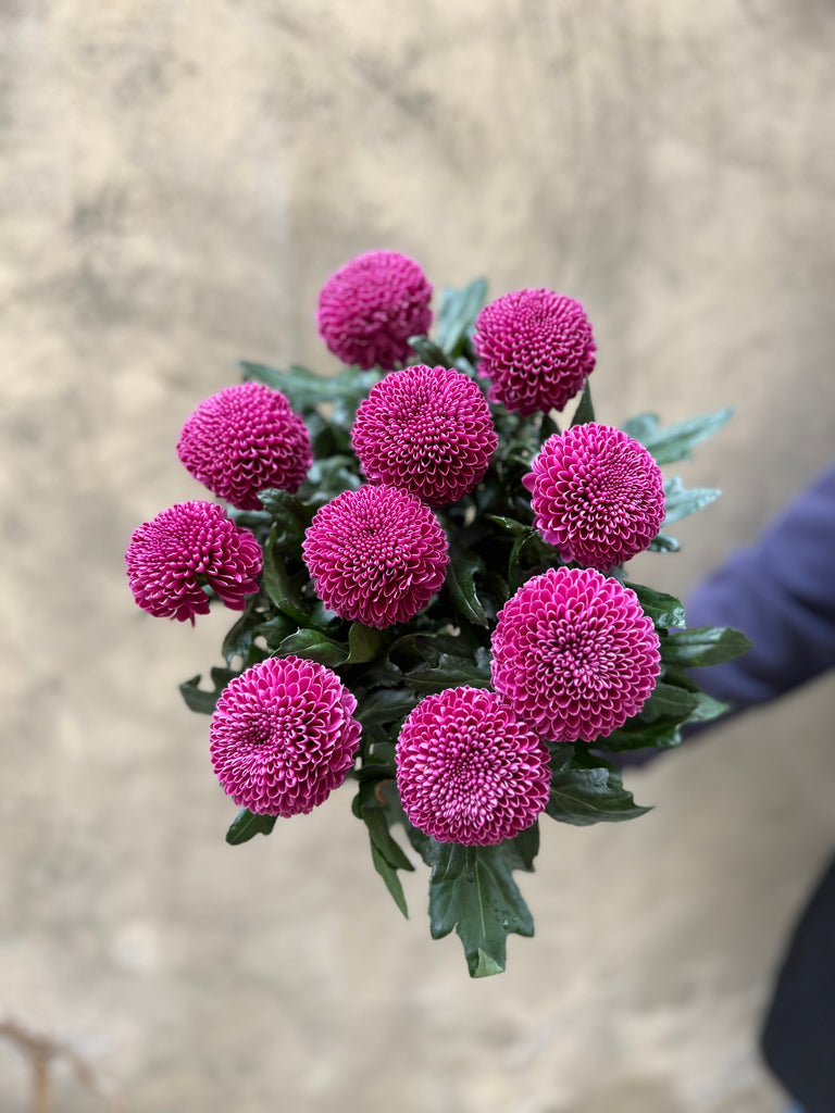 Lilac Ping Pong Chrysanthemums - The Home Edit