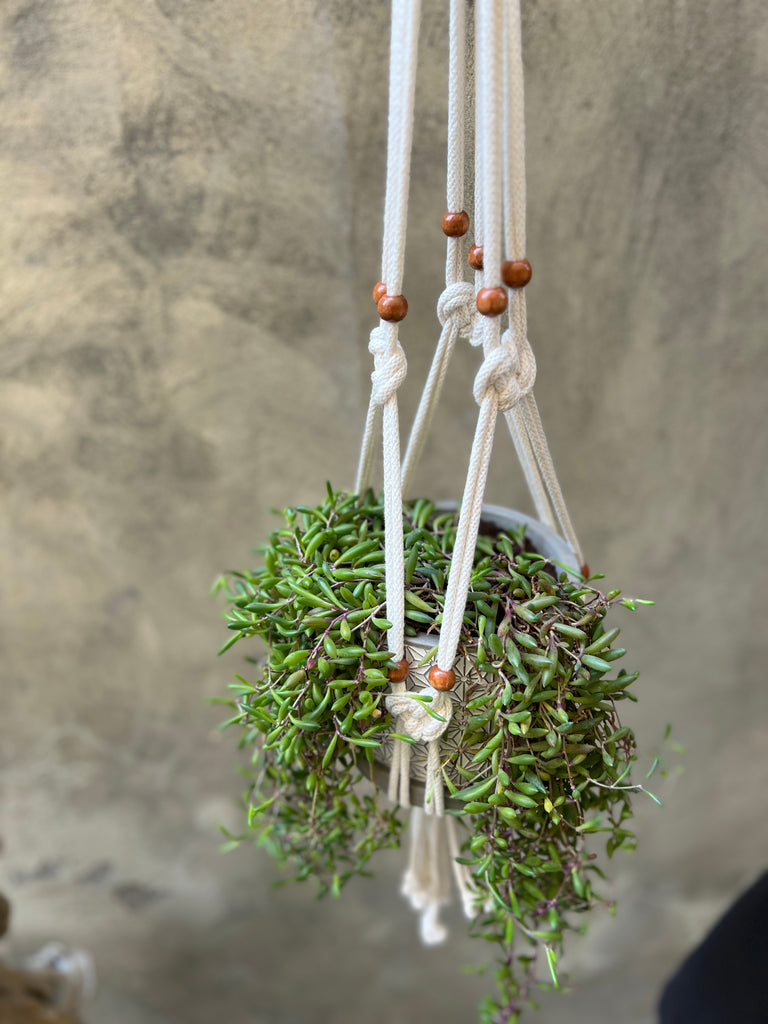 String of Bananas in a Macrame Plant Holder