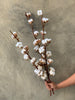Dried Cotton Branches - The Home Edit