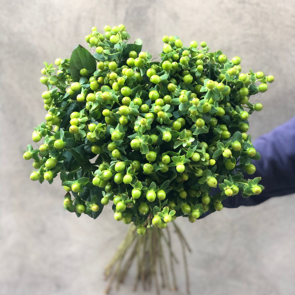 Green Hypericum - The Home Edit