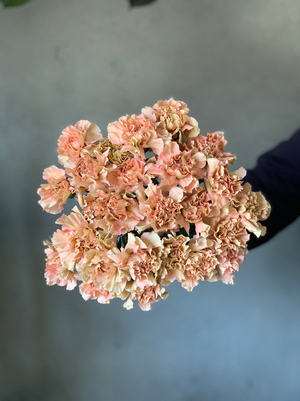Cappucino Carnations - The Home Edit