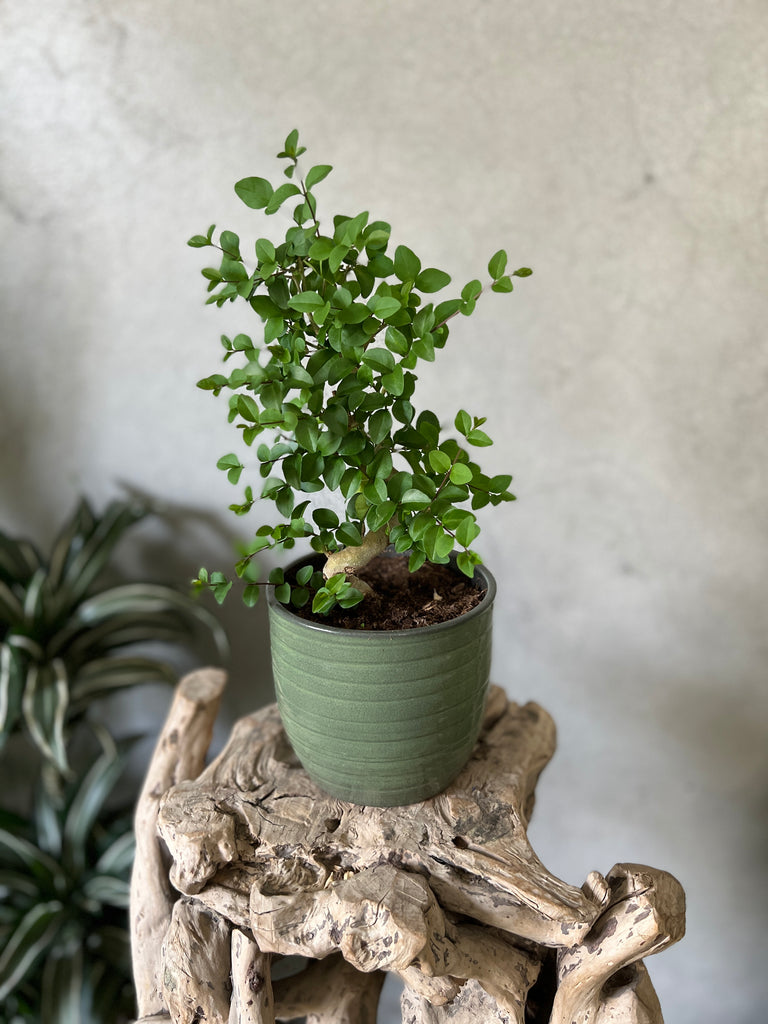 Bonsai