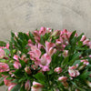 Pink Alstromeria Wonder