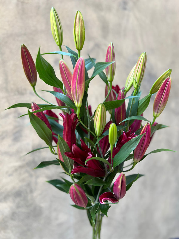 Rouge Oriental Lilies - The Home Edit