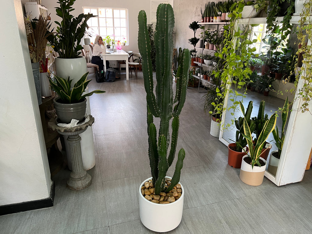 Magnificent Euphorbia Candle Cactus in a White Pot